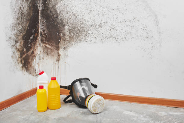 Best Mold Remediation for Specific Building Types in Concord, VA