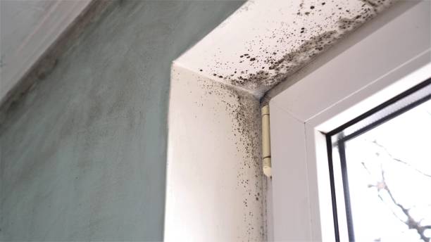 Best Kitchen Mold Remediation in Concord, VA