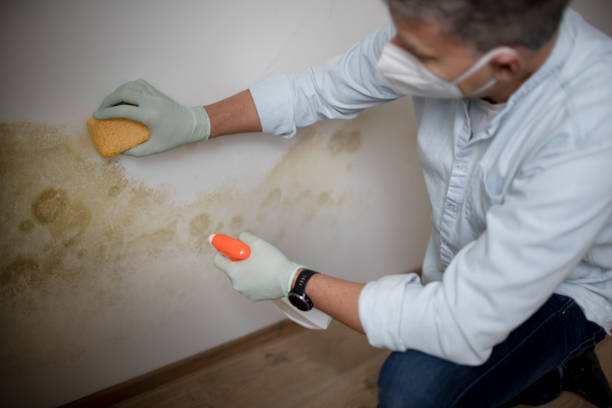 Best Mold Remediation for Specific Building Types in Concord, VA