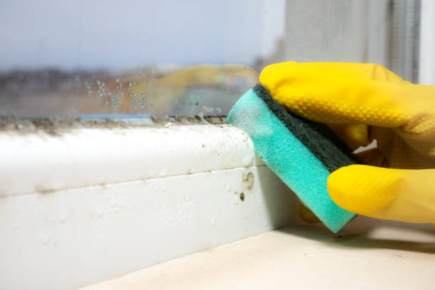 Best Basement Mold Remediation in Concord, VA