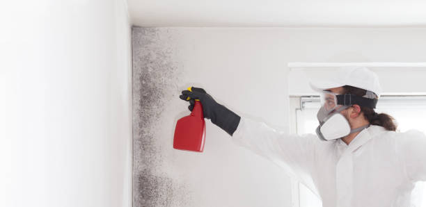 Best Mold Remediation for Schools in Concord, VA