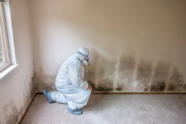 Best Crawl Space Mold Remediation in Concord, VA