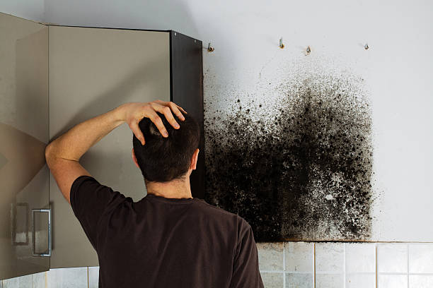  Concord, VA Mold Removal Pros