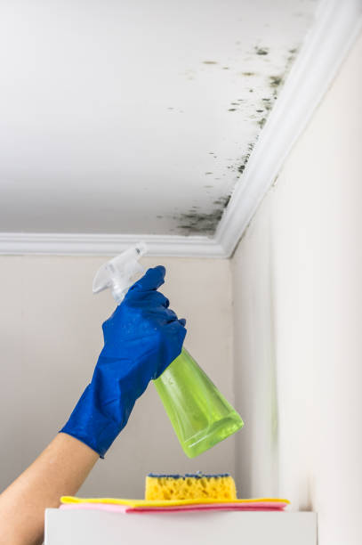 Trusted Concord, VA Mold Remediation Experts